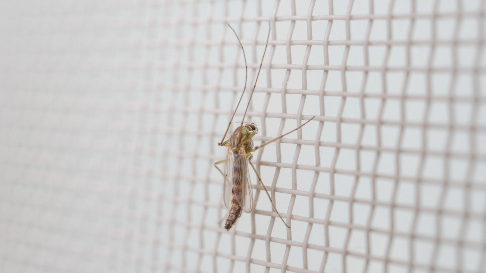 Wodurch zeichnet sich das richtige Fliegennetz aus?